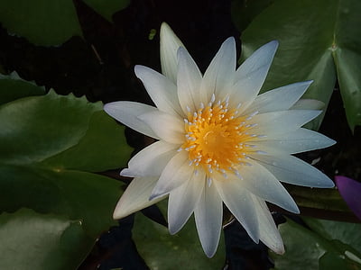 Lotus lehed, Lotus, vee taimed, lilled, Lotus lake, valge Lootos, Lotus basin