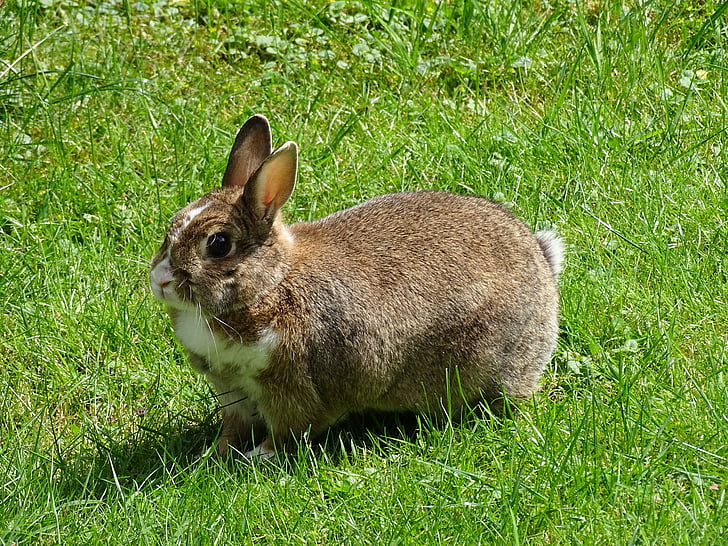 rabbit, meadow, grass, green, grasses, nature, rush