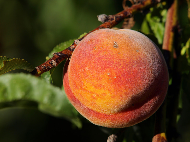 Peach, arbre, fruits, puissance, arbre fruitier