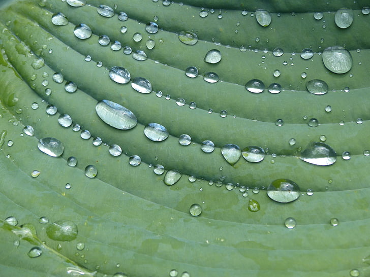 gota de chuva, Hosta, folha, planta, verde