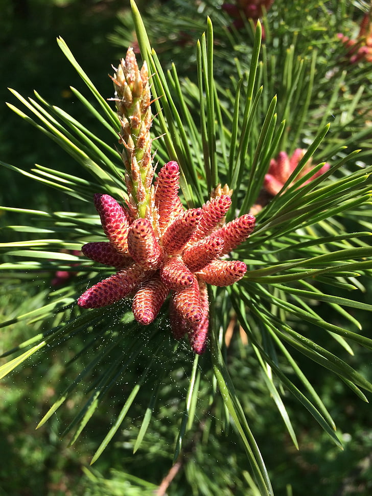 pine, cone, evergreen tree, green, branch, cones, forest