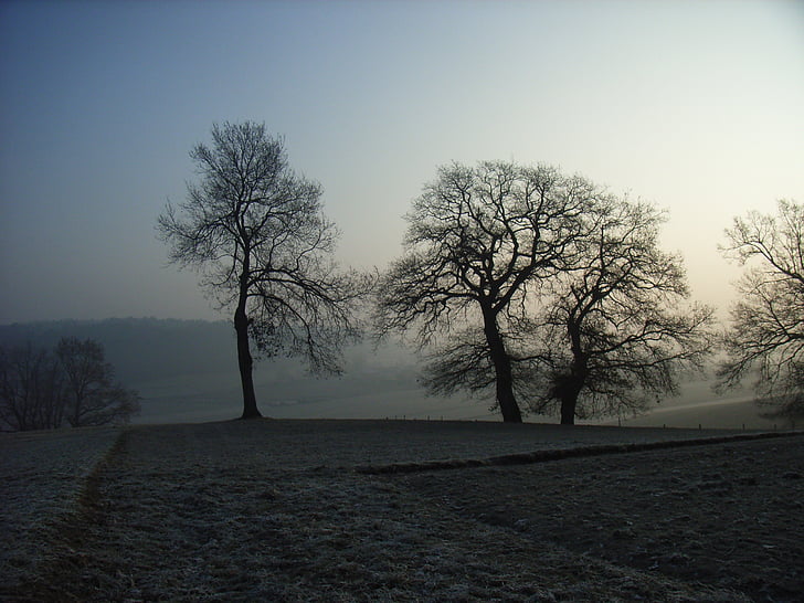 árvore, nevoeiro, sol, frio