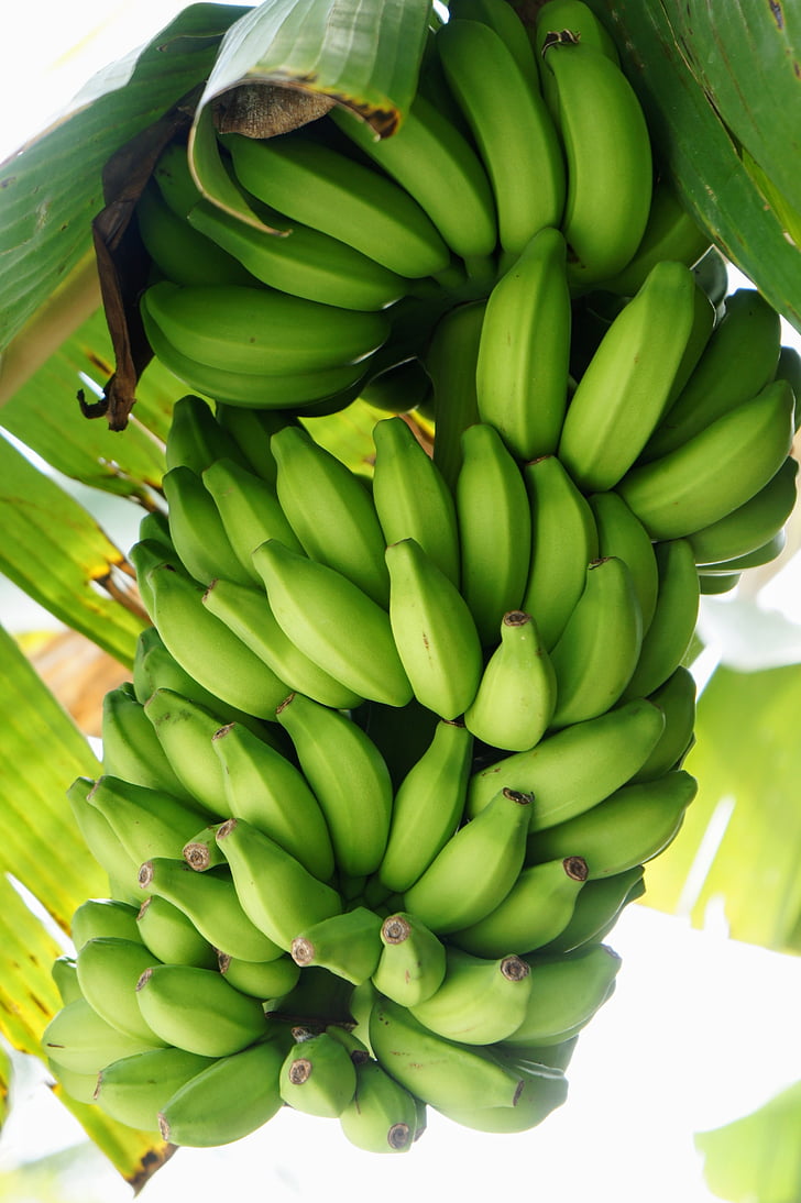banaani, pensas, banaani pensas, keltainen, terve, hedelmät, vihreä väri