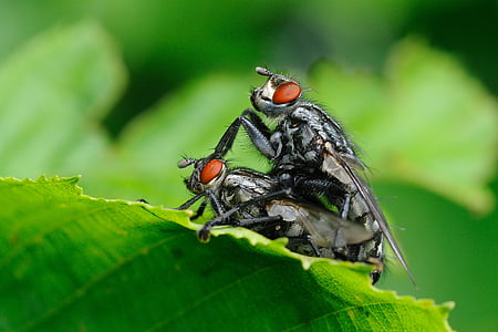 insektov, muhe, makro, živali teme, živali v naravi, zelena barva, ena žival