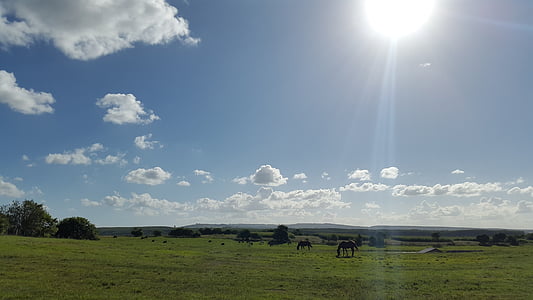 nature, field, horses, sky