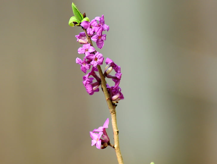 the first daphne, spring, march, flower, purple, fragility, nature