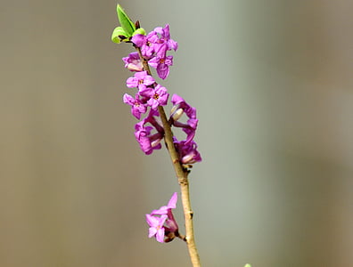 Pirmasis Dafnės, pavasarį, kovas, gėlė, violetinė, pažeidžiamumo, Gamta