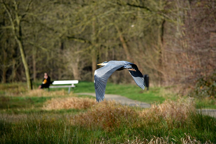 heron, bird, nature, fly, wings