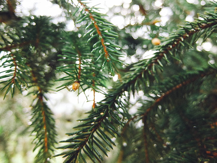 spruce, julgran, träd, gren, barrträd, nålar, unga