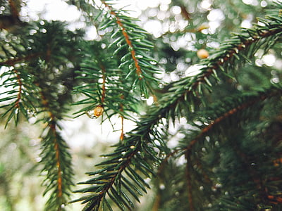 Abeto de, árbol de Navidad, árbol, rama, coníferas, agujas, jóvenes
