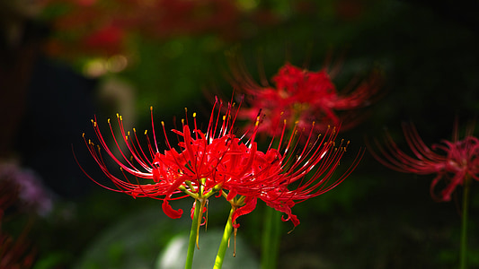 virágok, Xishan, lycoris squamigera, piros virág, gilsang, természet, kert