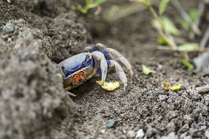 animal, crab, ground, shell, soil, nature, sea