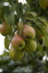 pears, ripe, fruit, harvest, fruits, autumn, pear