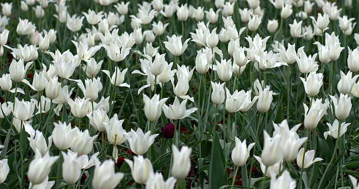 tulipány, kvety, spotrebný materiál, biela, jar, krása