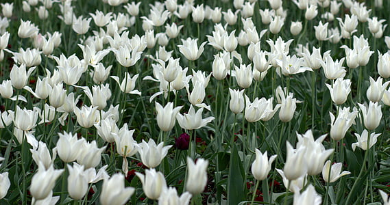 tulipes, fleurs, fournitures de bureau, blanc, printemps, beauté