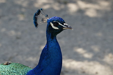 peacock, males, blue, head, bird, close, beautiful