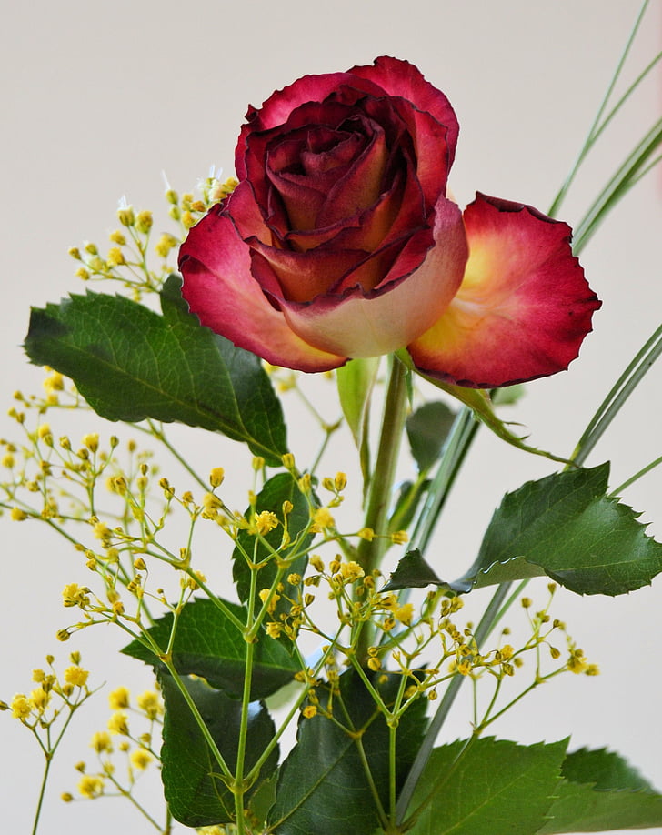 růže, květ, květ, Bloom