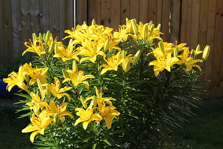 Lilie, kwiat, roślina, kwiaty, żółty