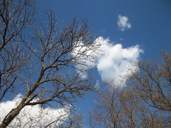 árbol, sucursales, cielo, azul, Skyline, cielo azul, nubes del cielo