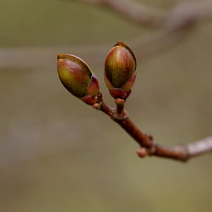 自然, 春, 新たな始まり, 芽, メープル