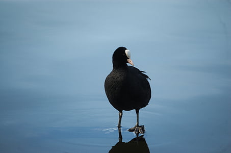 coot, fulica atra, ralle, duck, water bird, one animal, animals in the wild