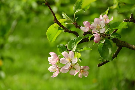 Apple-kukka, Omenapuu, kukkiva omenapuu, kukinta, puu, hedelmäpuun, vaaleanpunainen kukka