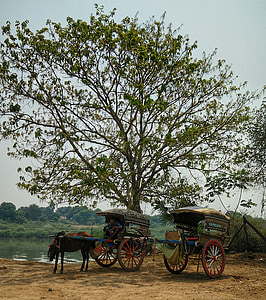 Myanmar, cavalo, carrinho, viagens