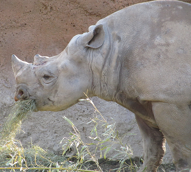 Rhino, rhinocéros, manger, Zoo, faune, nature, gros