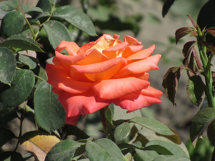 rose, flower, blossom