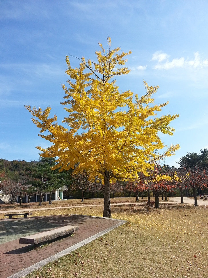 Ginkgo, táj, sárga, fa, Park, ősz