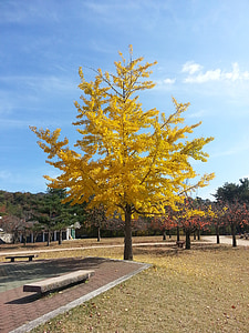Ginkgo, paisaje, amarillo, madera, Parque, otoño