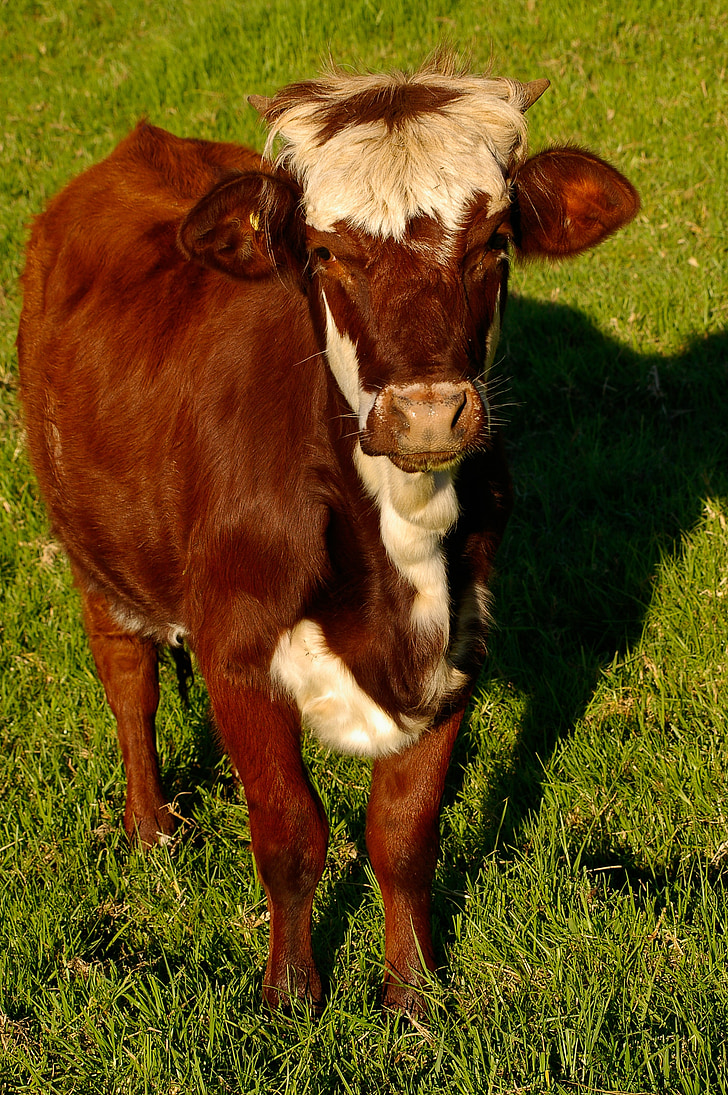 kalv, kvæg, Stock, brun, hvid, unge, stående