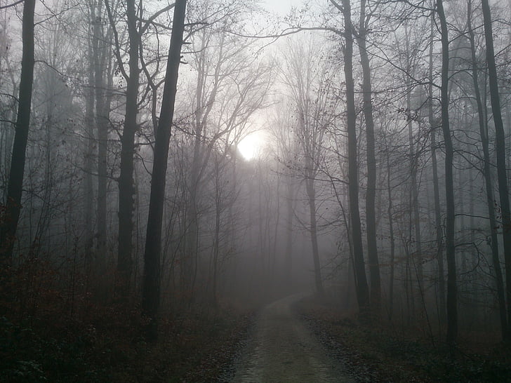 forest, fog, autumn, forest path, colourless, back light, mood