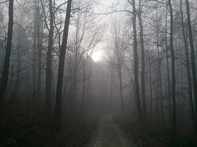 Les, mlha, podzim, lesní cesta, bezbarvá, zadní světlo, nálada