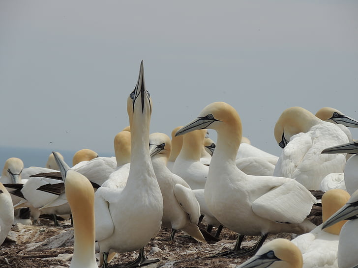 northern gannet, birds, bonaventure island, gaspe peninsula