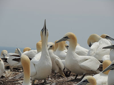 nordul gannet, păsări, Insula catalina, gaspe peninsula