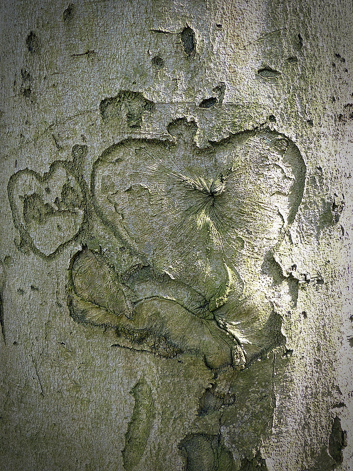árvore, coração, casca, gravado, casca de árvore, verde, relação