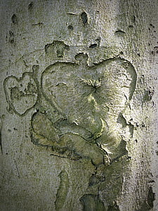 treet, hjerte, bark, gravert, trebark, grønn, forholdet