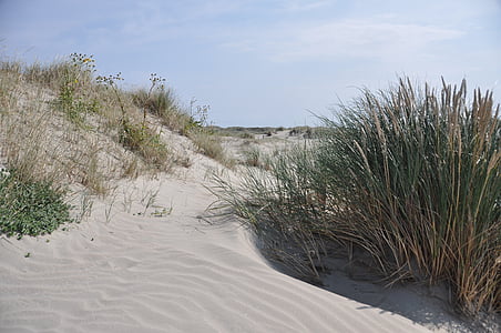 sorra, dunes, herba de marram, l'estiu, sol, platja, llum natural