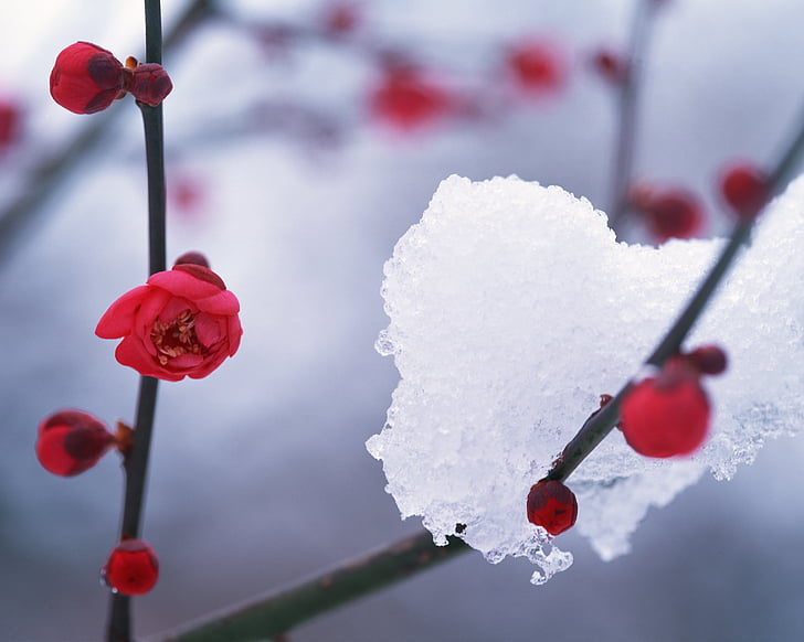 vinter, snö, hambaknun, Camellia blomma