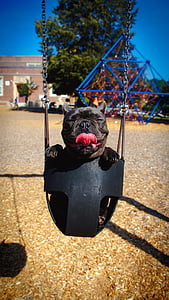 dog, pet, animal, cute, adorable, swinging, playground