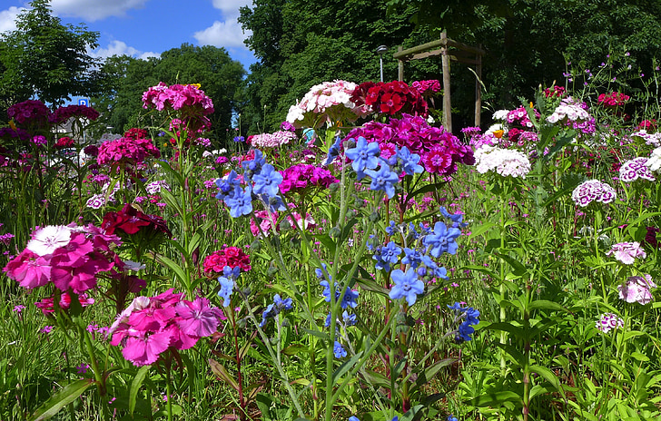 virág meadow, nyári, nyári virágok, kék, lila, virágok, gyönyörű