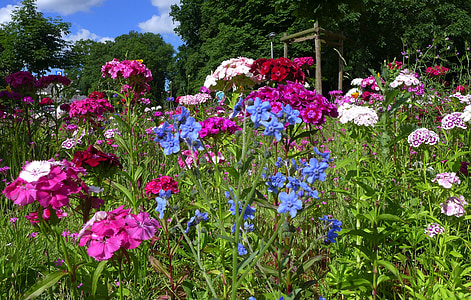 flower meadow, summer, summer flowers, blue, violet, flowers, beautiful