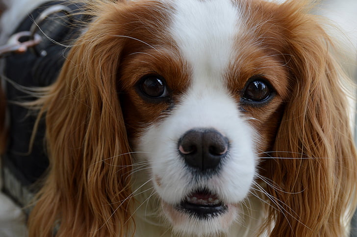 perro, Cavalier king charles spaniel, gracioso, mascota, animal, piel, marrón