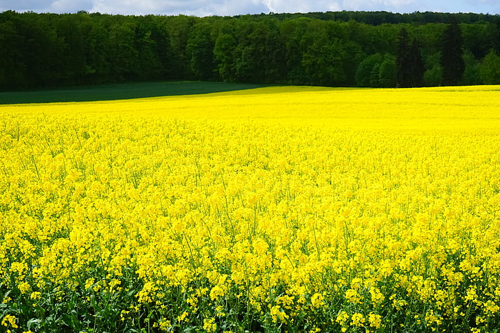oilseed rape, field of rapeseeds, blütenmeer, yellow, flowers, plant, nature