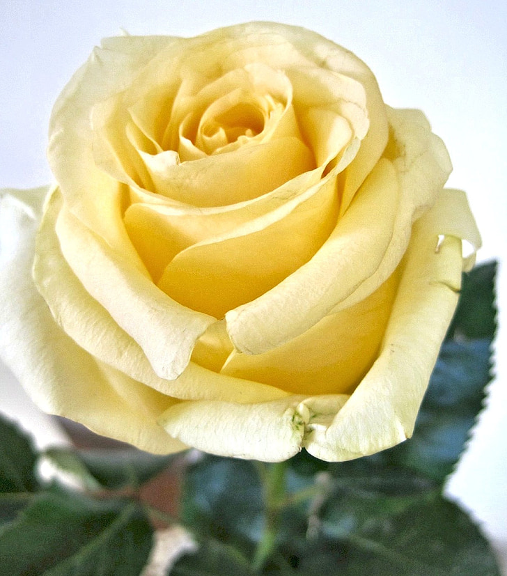 Rosa amarilla, fragante flor del jardín, Canadá