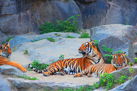 Tiger, pari, mačka, nevarno, živali, mieze, živalski svet