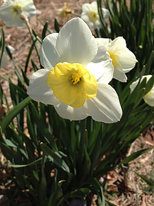 Daffodil, flor, primavera, verd, Setmana Santa, natura, groc