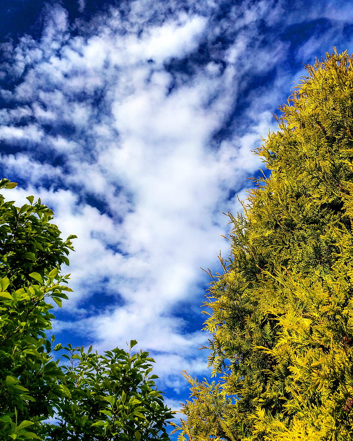 árboles, coníferas, nubes, HD, cielo azul, Inglés, jardín