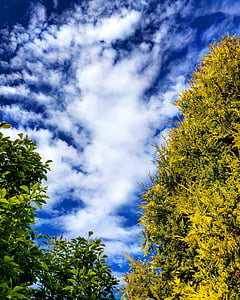 medžiai, spygliuočių, debesys, HD, mėlynas dangus, Anglų, sodas